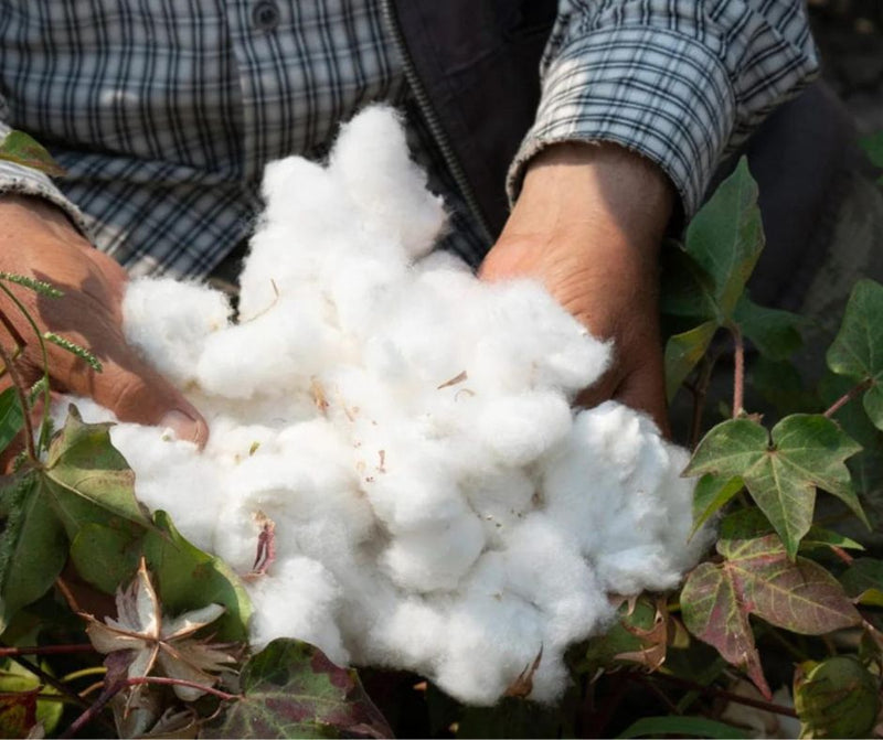 Organic Combed Cotton: Essential Facts and Benefits for Your Wardrobe